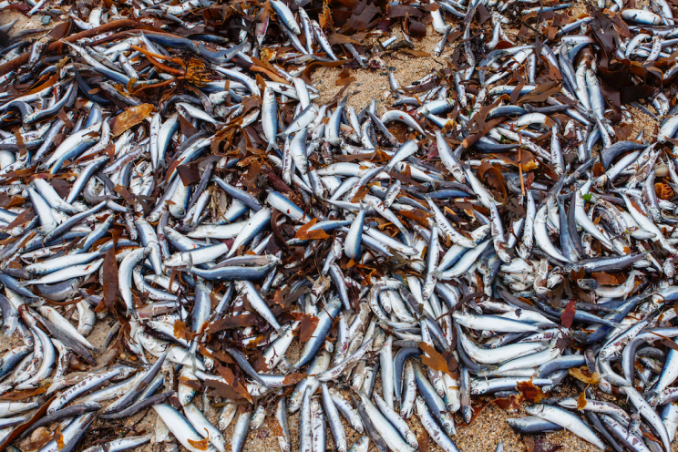 Gruesome: Tens of thousands of the fish washed up dead on the shore (Caters)