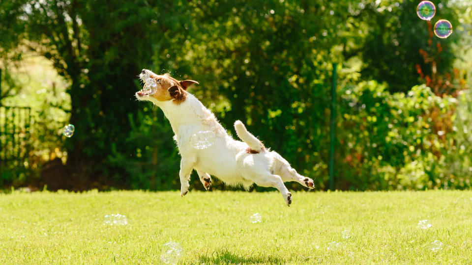 terrier chasing bubbles