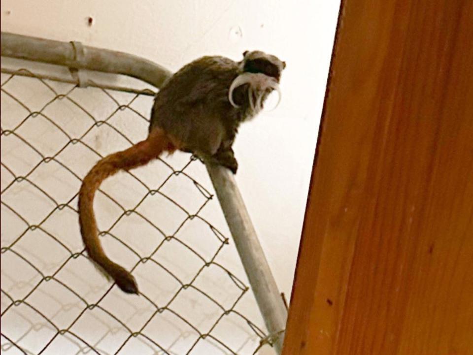 An emperor tamarin monkey that was stolen from the Dallas Zoo sits on a portion of a chain-link fence inside an abandoned house in Lancaster, Texas (Dallas Police Department)