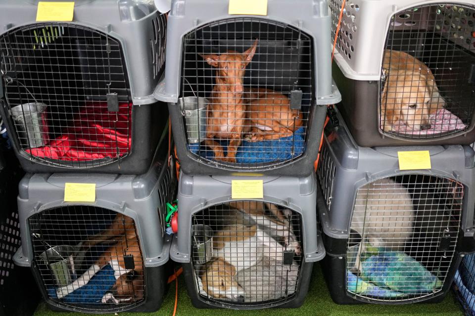 Various breeds rest in their crates in the kenneling area during the 147th Westminster Kennel Club Dog show, Monday, May 8, 2023, at the USTA Billie Jean King National Tennis Center in New York. 