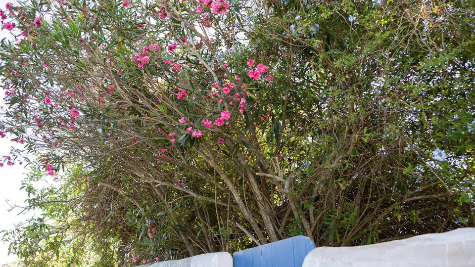 Oleander flowers blooming