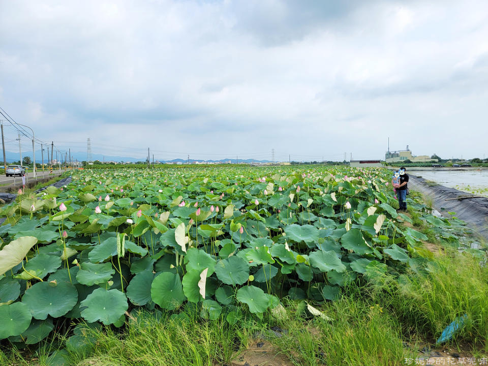 蓮緣香水蓮花園