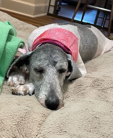 <p>Courtesy Poodle and Pooch Rescue </p> Loretta resting in her foster home after her spa day at As The Tail Wags Grooming and Training in Oviedo