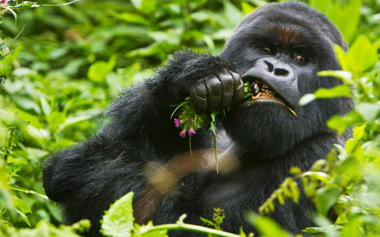 Mountain Gorilla - Getty Images 