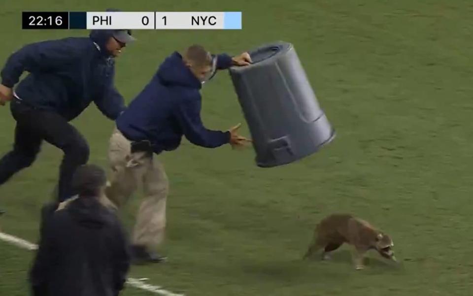 Raccoon on pitch in MLS