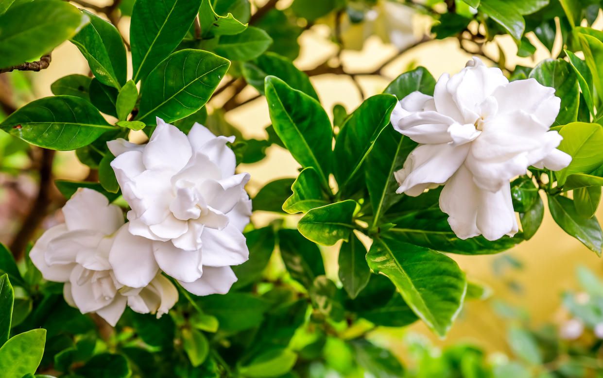 White gardenia flowers (Santiago Urquijo / Getty Images)