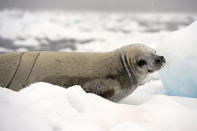 <p>A Weddell seal rests on an ice floe in the western Antarctic peninsula, on March 5, 2016. (Photo: Eitan Abramovich/AFP/Getty Images) </p>