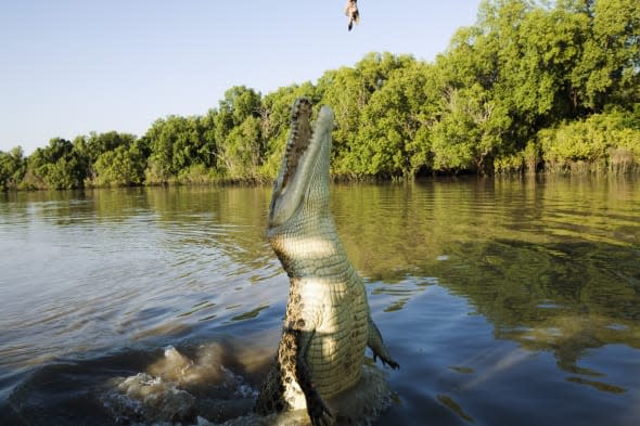 Australia, Northern Territory, Darwin.A saltwater crocodile (Crocodylus porosus) on a crocodile cruise on the Adelaide River.