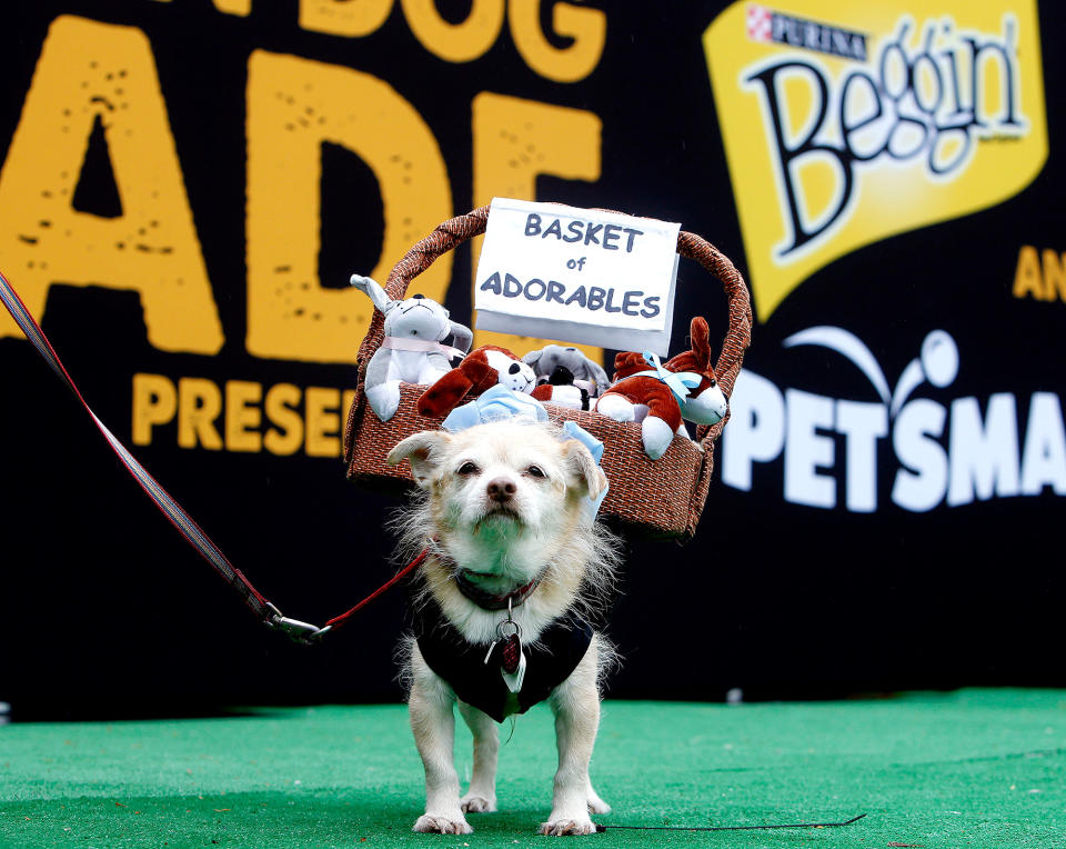 Tompkins Square Halloween Dog Parade Presented by Purina Beggin'