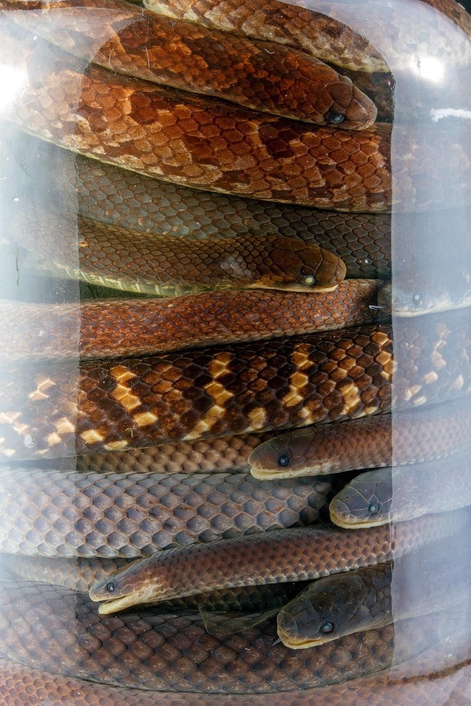 A jar full of Atractus snakes collected by Diego Piñán (Alejandro Arteaga)