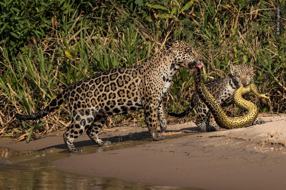 © Michel Zoghzoghi   Wildlife Photographer of the Year