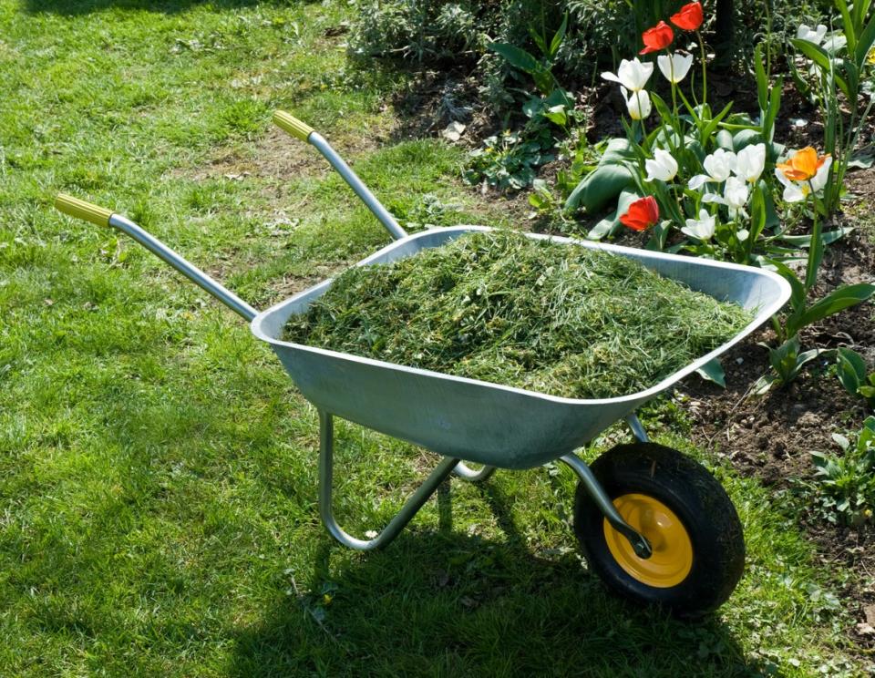 grass clippings in wheelbarrow in garden