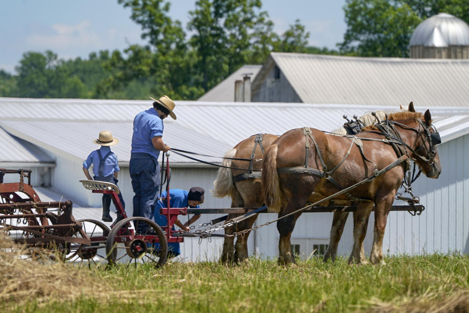 People in Amish country prepare a horse team to work on a farm in Pulaski, Pa., Wednesday, June 23, 2021. The vaccination drive is lagging far behind in many Amish communities across the U.S. following a wave of virus outbreaks that swept through their churches and homes during the past year. ​(AP Photo/Keith Srakocic)