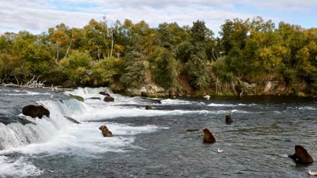 Grizzly bears search for migrating salmon to help fatten up for the winter hibernation in Katmai National Park