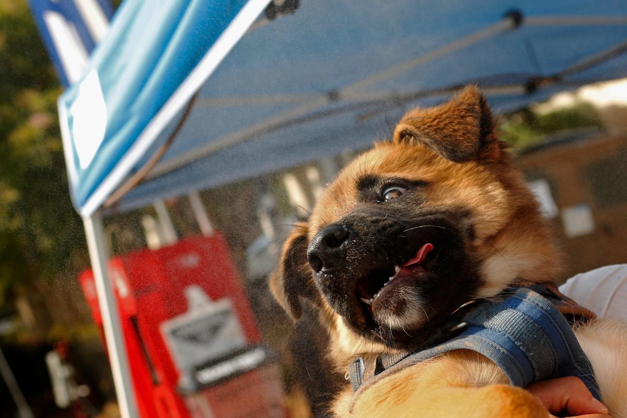 A dog cools off under the misters at AthFest in downtown Athens, Ga., on Sunday, June 26, 2022.