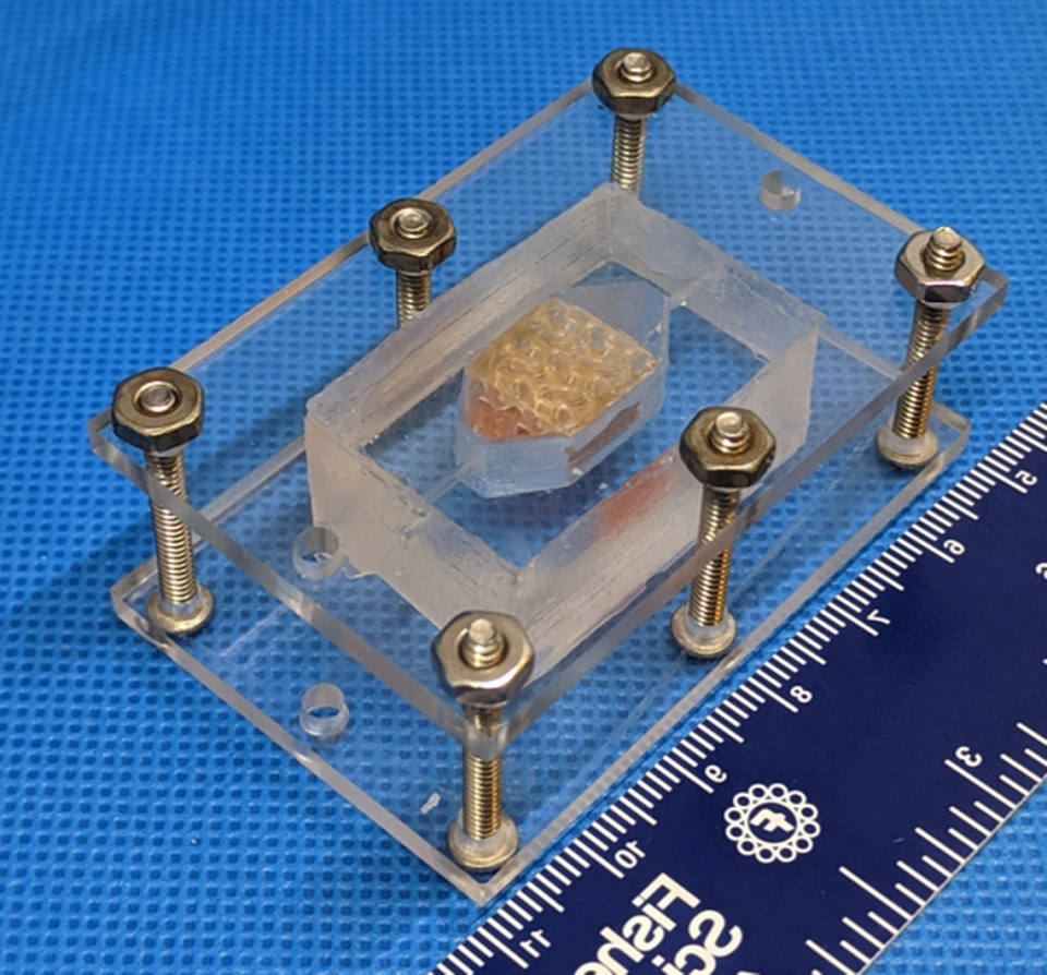 The scientists from Wake Forest University used a chamber to hold its printed tissue.