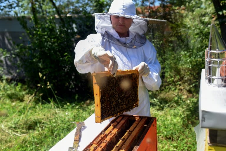 Magda Miloseska vérifie ses ruches à Tetovo, en Macédoine, le 3 juin 2024 (Robert ATANASOVSKI)