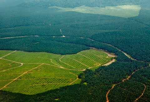 Palm oil plantation in Borneo - Credit: Getty