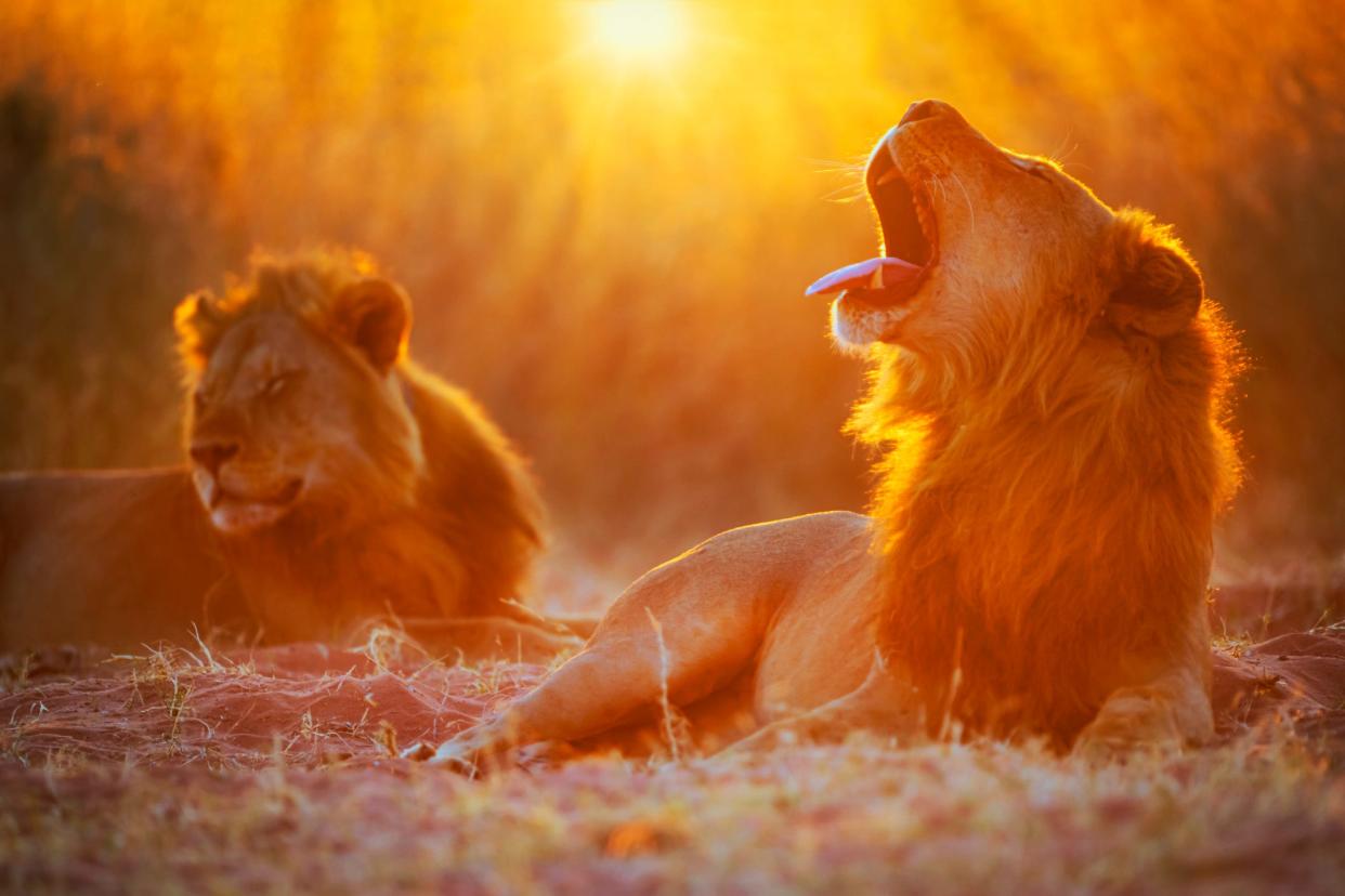Two male lions in Matusadona National Park, Zimbabwe.