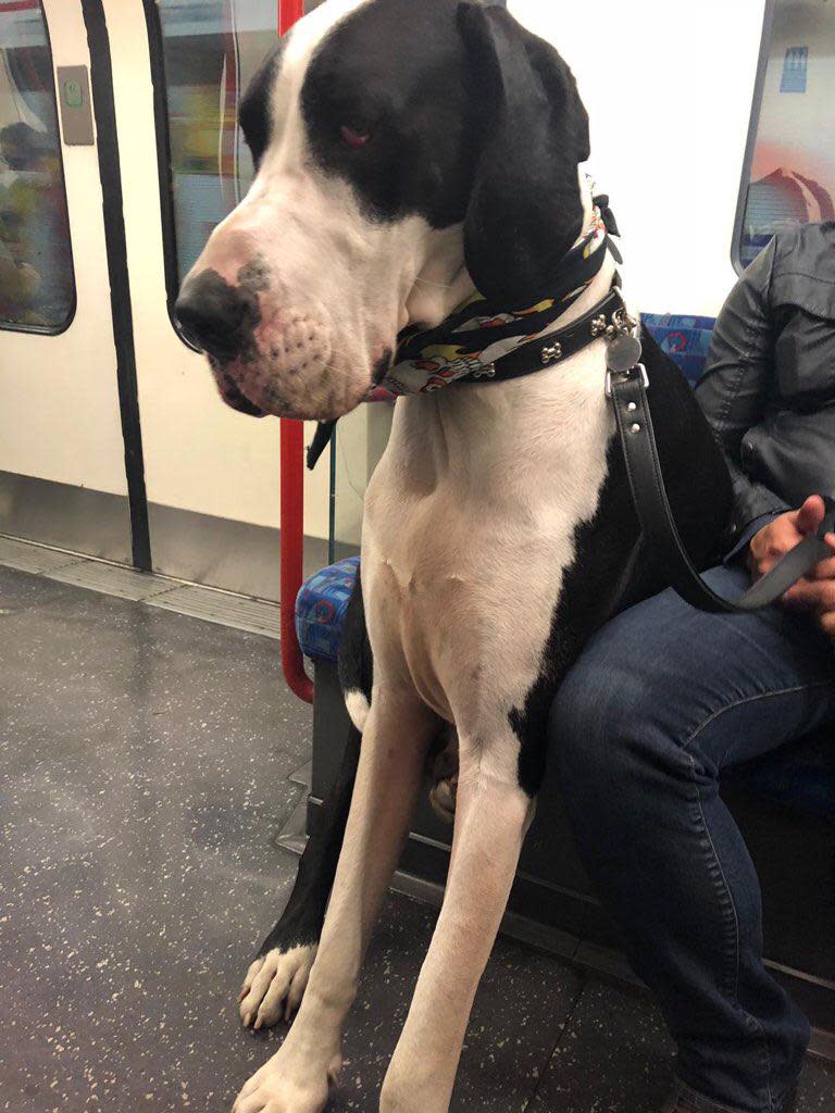 This large dog was pictured sitting down on the Central Line (Sophie Williams)