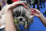 Lyalya, a Shih Tzu dog, is groomed by her trainer before taking part in a dog show during the ZooWorld festival of domestic animals in Russia's Siberian city of Krasnoyarsk, November 9, 2013. REUTERS/Ilya Naymushin (RUSSIA - Tags: ANIMALS SOCIETY)