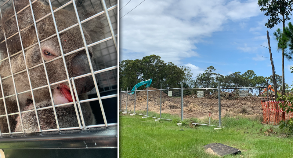 Left - an injured koala in a cage. Right - a Gold Coast develoopment.