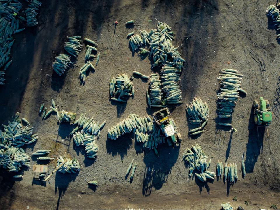 Trees are stacked and readied to be put on pallets at the Yattendon farm in West Berkshire, UK (Ben Birchall/PA Wire)