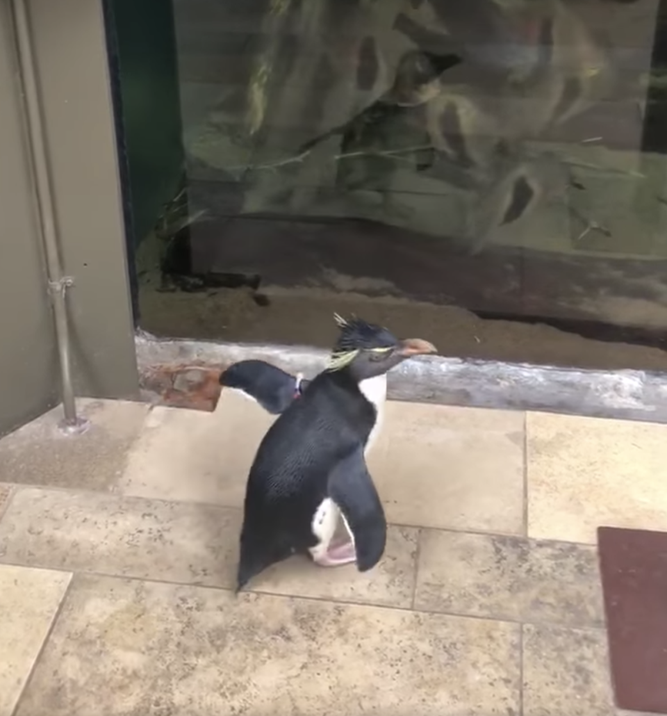 Hier besucht der kleine Pinguin seine Zoo-Kollegen im Aquarium von Chicago. (Quelle: Screenshot Facebook)