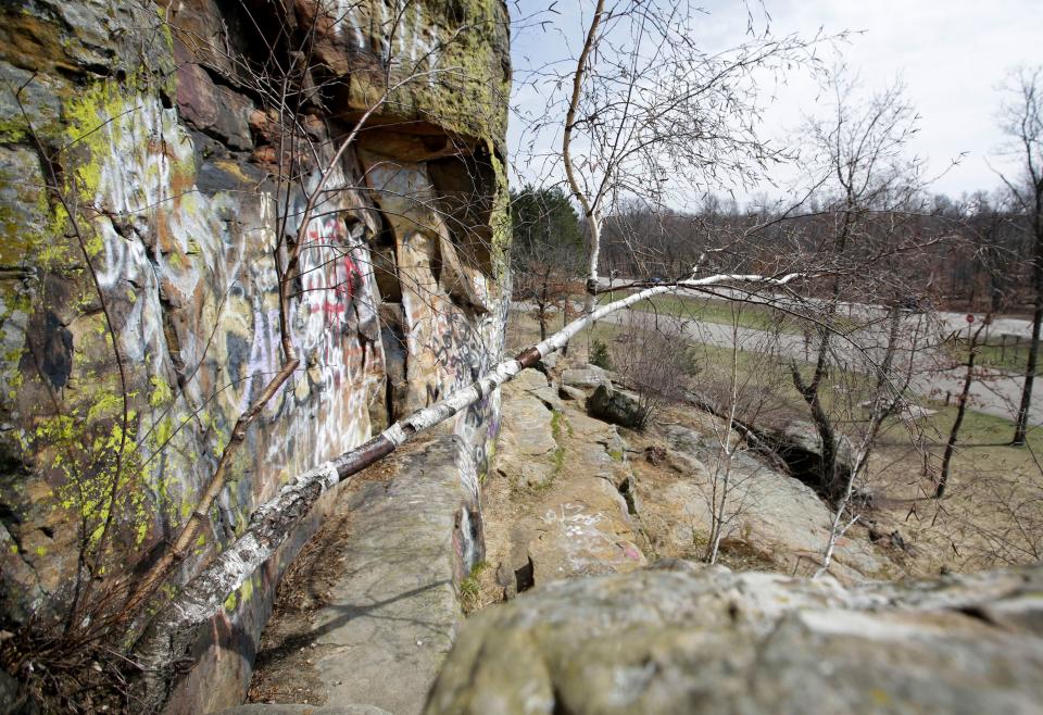 The oldest tree in Wisconsin is not a towering pine or a massive oak. It's a scrub of a tree growing unnoticed from the side of a cliff.