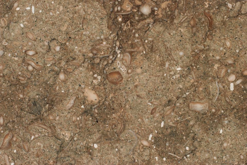 A piece of travertine embedded with shells and fossils.