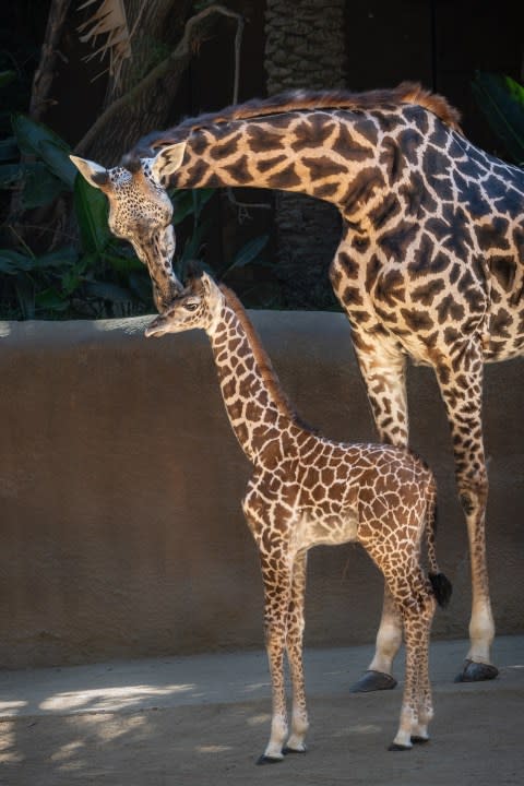 Masai giraffe L.A. Zoo