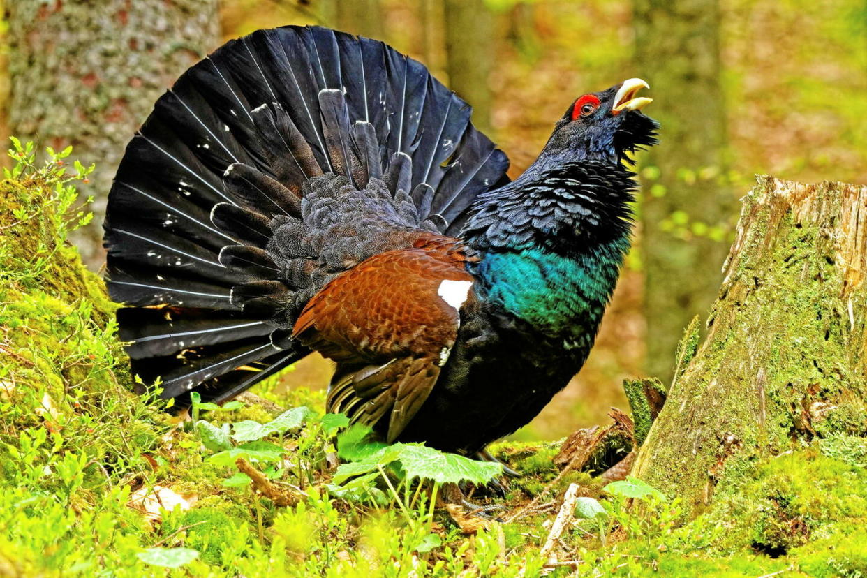 Le grand tétras est une espèce emblématique des forêts de montagne en Europe. Malheureusement, dans de nombreuses régions, il a disparu en raison de la dégradation de son habitat et de la chasse excessive.  - Credit:imageBROKER/ hemis.fr