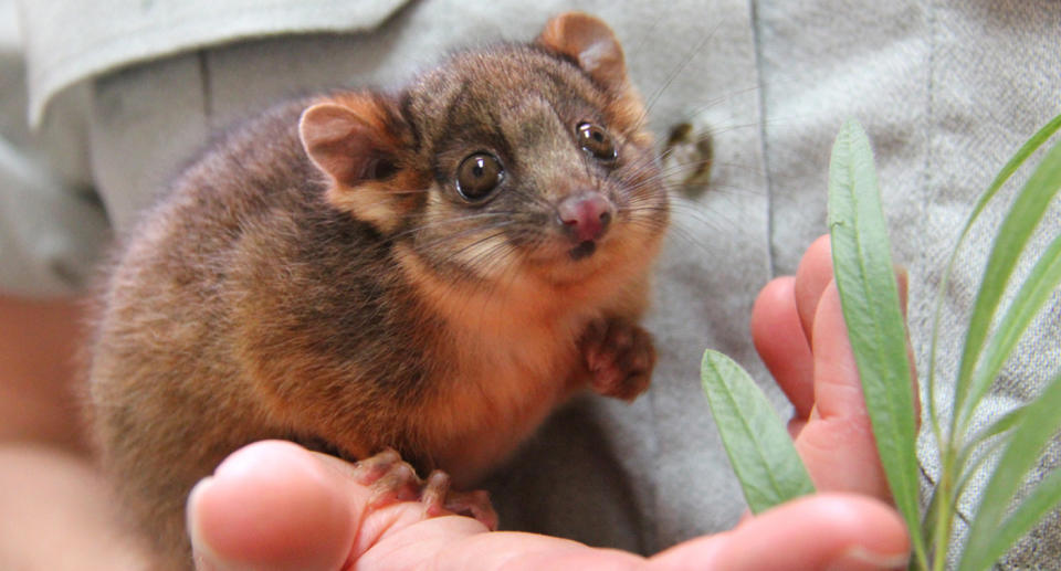 A woman in NSW contracted tularaemia after being bitten by a ringtail possum (not the one pictured). Source: AAP