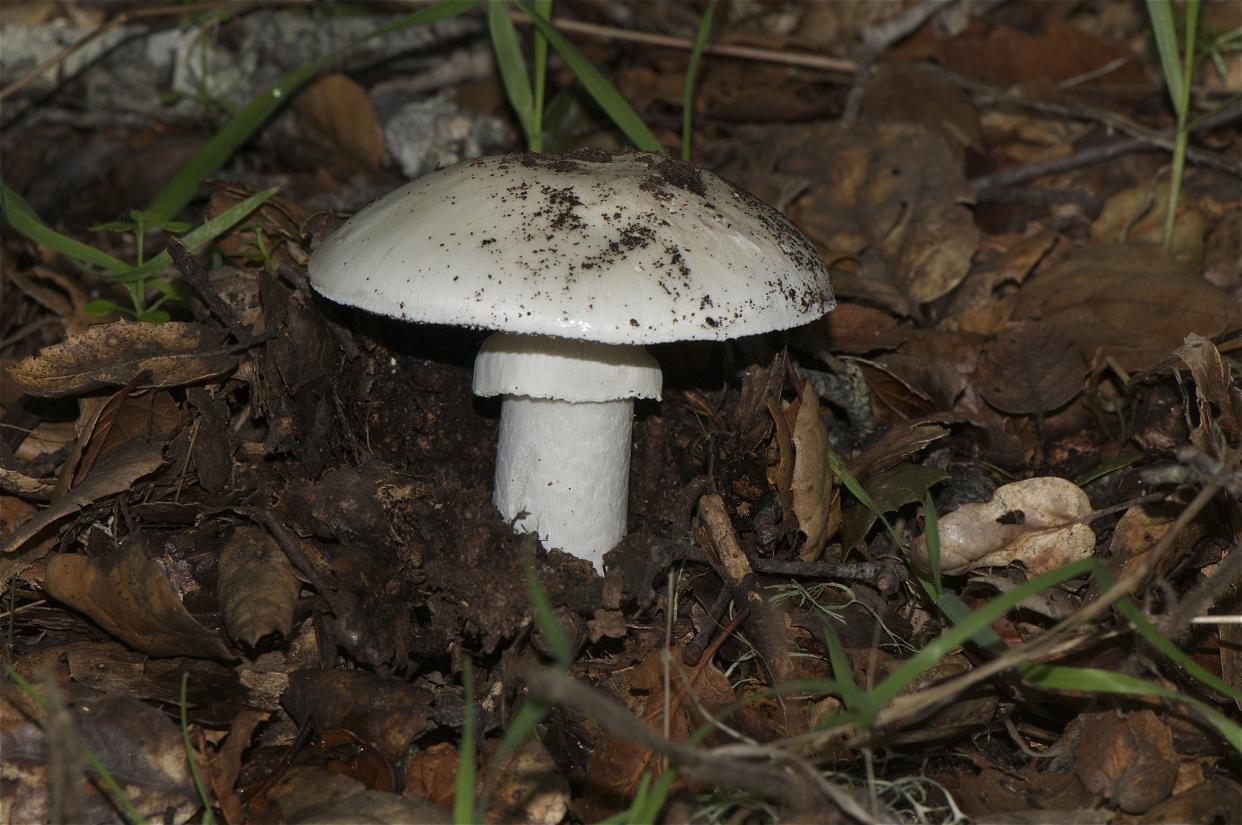 Death Cap (Amanita phalloides) A single mushroom cap be deadly poisonous if eaten, but there is no harm in handling it.