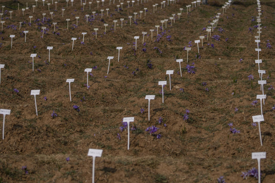 A variety of saffron crocus plant are seen planted for research samples before approving them to farmers inside the compound of Advance Research Station For Saffron & Seed Spices in Dussu, south of Srinagar, Indian controlled Kashmir, on Oct. 29, 2022. As climate change impacts the production of prized saffron in Indian-controlled Kashmir, scientists are shifting to a largely new technique for growing one of the world’s most expensive spices in the Himalayan region: indoor cultivation. Results in laboratory settings have been promising, experts say, and the method has been shared with over a dozen traditional growers. (AP Photo/Dar Yasin)