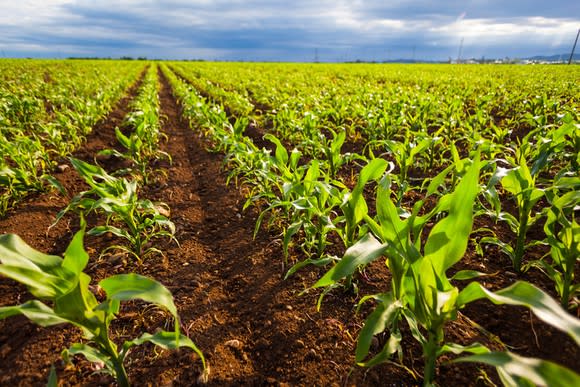 New corn plants sprouting out of the soil.