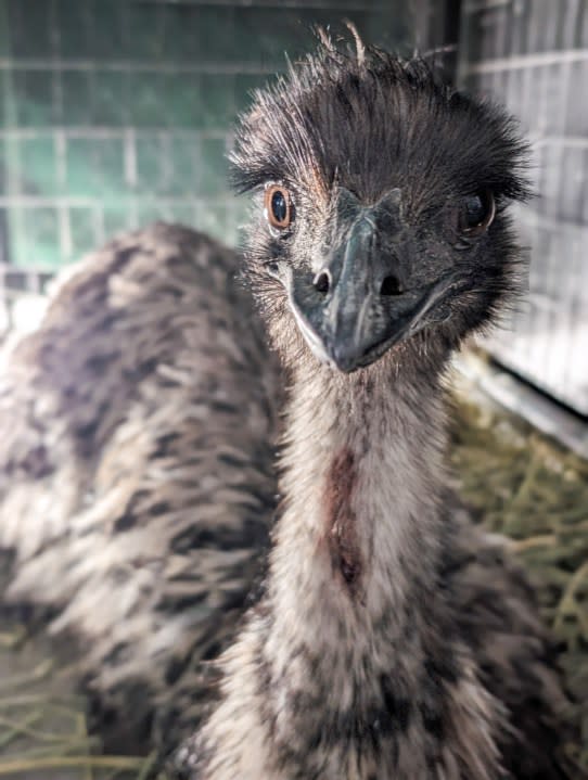 The Austin Animal Center said two emus who were running in Zilker Park on Thursday were captured safely | Courtesy AAC