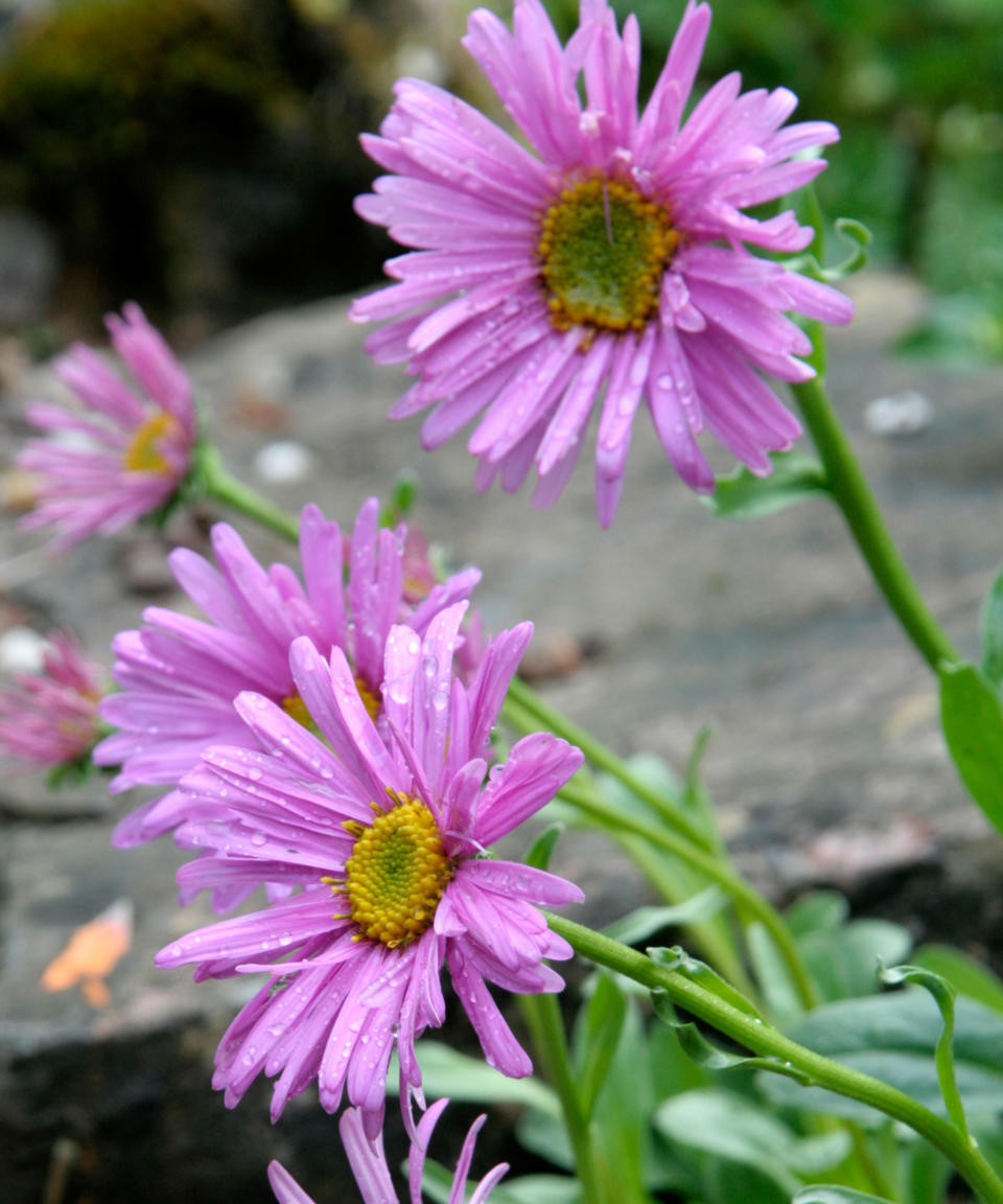 2. Aster alpinus ‘Pinkie’