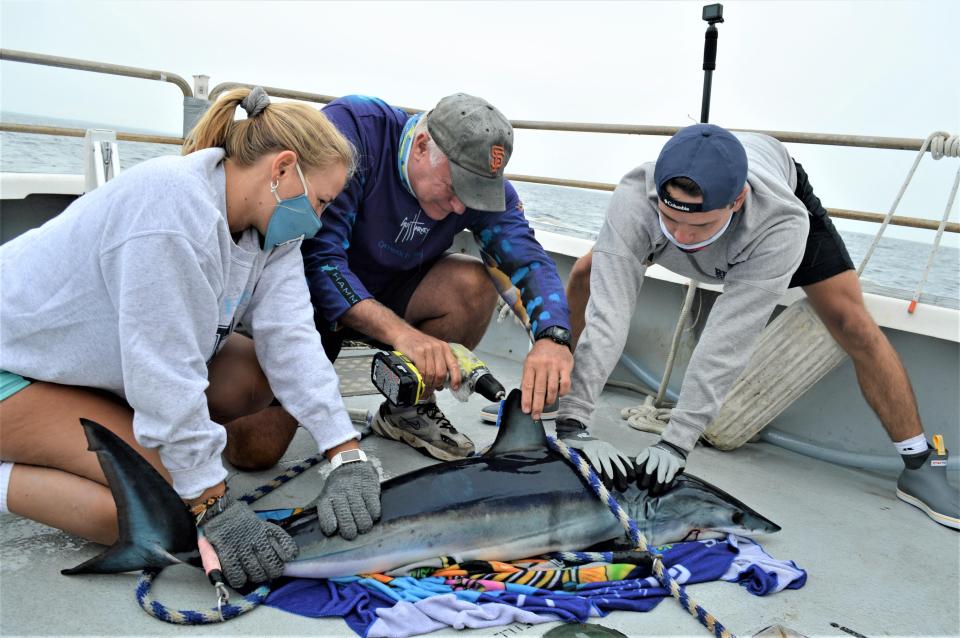 URI Prof. Brad Wetherbee, center, attaches a tag to a mako shark, assisted by URI seniors Bailey Jenkins, left, and Colby Kresge.