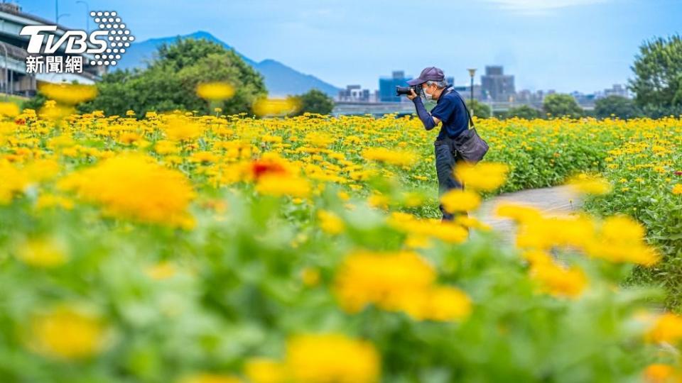 新北花海勝景登場，不少攝影愛好者，紛紛前往留存盛夏限定的花海美景。圖/新北高灘處