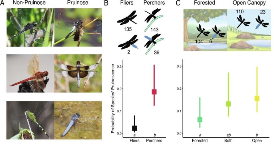 這張圖展示了蜻蜓的兩種不同特徵：是否有晶霜（一種蠟質外衣）和它們的行為模式（飛行或棲息）。晶霜可以讓蜻蜓在炎熱的氣候中保持涼爽，而行為模式則影響它們在不同環境中的生存機會。A部分展示了有晶霜和沒有晶霜的蜻蜓。晶霜的蜻蜓看起來像是覆蓋了一層霧面，這層蠟質的外衣有助於保持體內水分，防止過熱。（圖／PNAS）