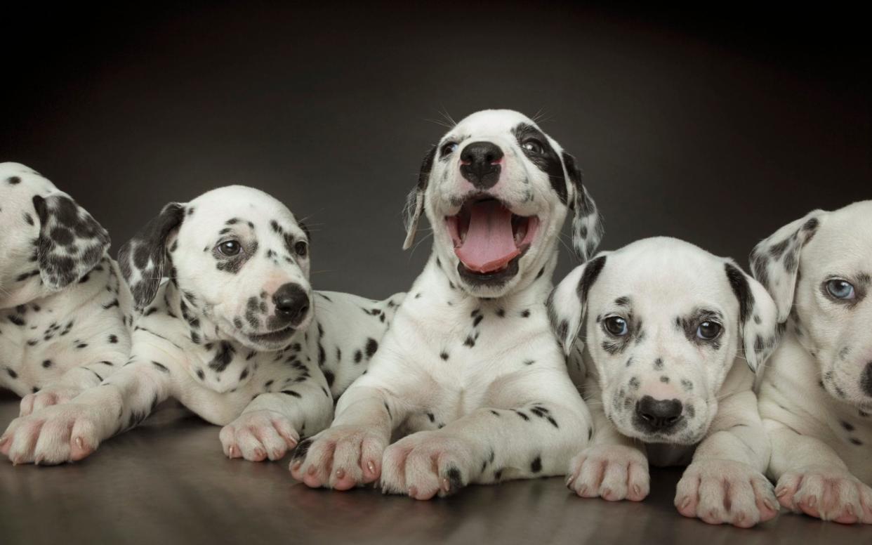 Group of dalmatian puppies in line, one in centre panting - Coneyl Jay/Getty Contributor