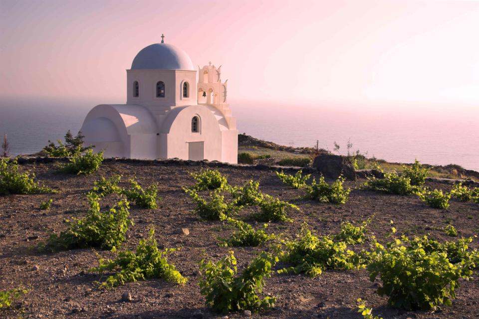 <p>MICK ROCK/CEPHAS PICTURE LIBRARY</p> To protect grapes from the island