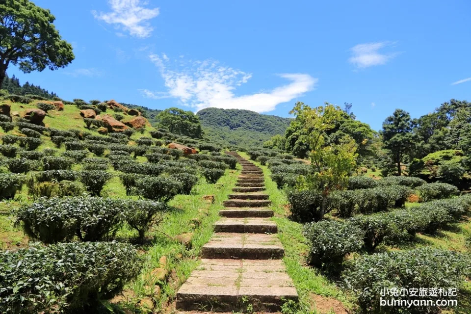 三峽熊空茶園