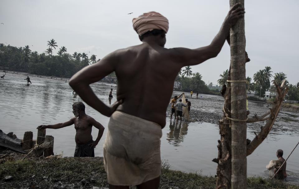 FILE - People fish at a tidal swamp after water is drained at the end of prawn farming season before preparing the field for pokkali rice cultivation in Kochi, Kerala, India, April 14, 2021. Traditionally, pokkali has been cultivated for half of the year, with farmers dedicating the other six months to prawns. (AP Photo/R S Iyer, File)