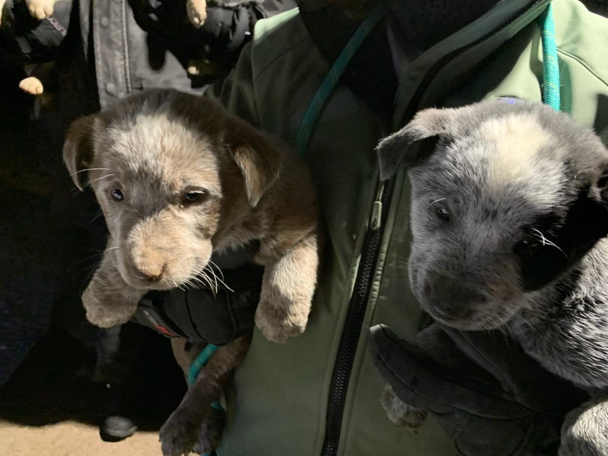 Fifty-five dogs, including these two puppies, were rescued from a Stone County property on Friday, but 29 dead dogs also were found.