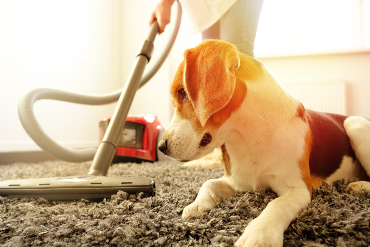 Dogs can find common household noises stressful. (Getty Images)