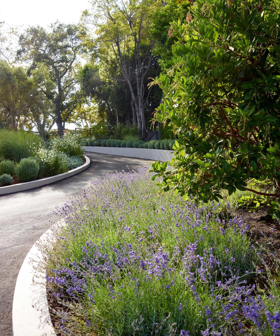front yard drive with lavender