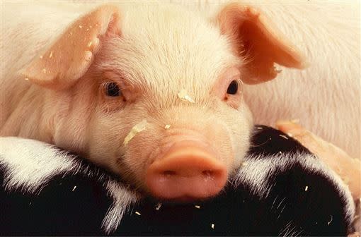 樓中亮醫師解釋，豬肉裡面含有高量的維他命B1，它可以把脂肪排出去。（示意圖／翻攝自pixabay）