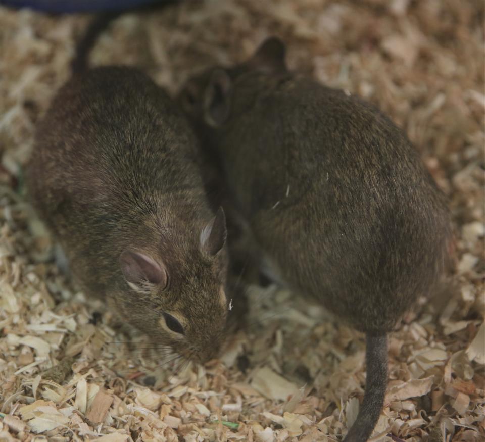 The degu is the Animal of the Month at the San Angelo Nature Center in July.